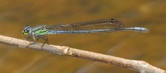 Pseudagrion spernatum