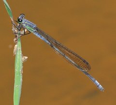 Pseudagrion spernatum