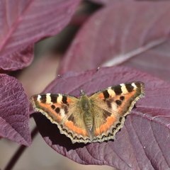 Aglais caschmirensis