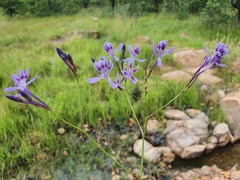 Afrosolen masukuensis