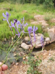 Afrosolen masukuensis
