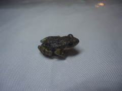 Eleutherodactylus nitidus