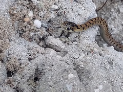 Thamnophis sumichrasti