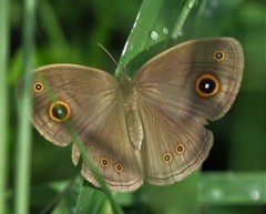 Brakefieldia perspicua