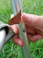 Acraea atergatis