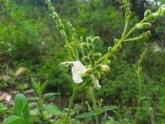 Salvia sagittata