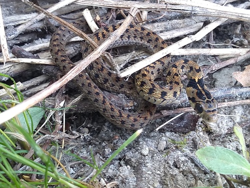 Sumichrast's Garter Snake