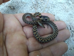 Thamnophis sumichrasti