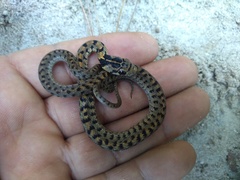 Thamnophis sumichrasti
