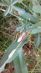 Holhymenia histrio