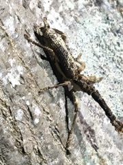 Ulocerus