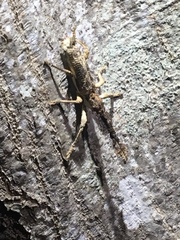 Ulocerus