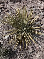 Agave striata