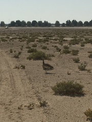 Chlamydotis macqueenii