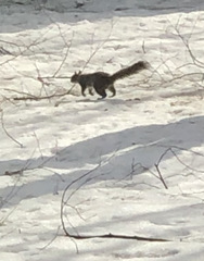 Sciurus carolinensis