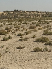 Chlamydotis macqueenii