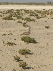 Chlamydotis macqueenii