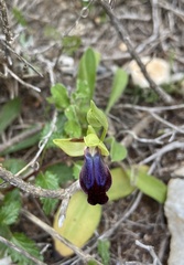 Ophrys fusca iricolor