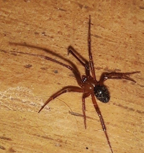 Red House Spider