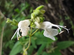 Salvia sagittata