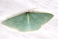 Chlorocoma melocrossa