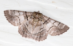 Hypobapta diffundens