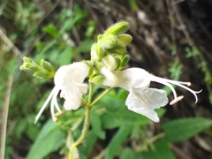 Salvia sagittata