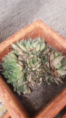 Haworthia cooperi