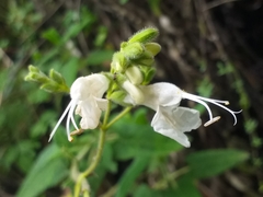 Salvia sagittata