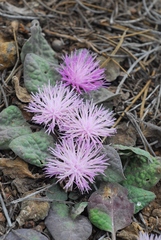Crocodilium creticum