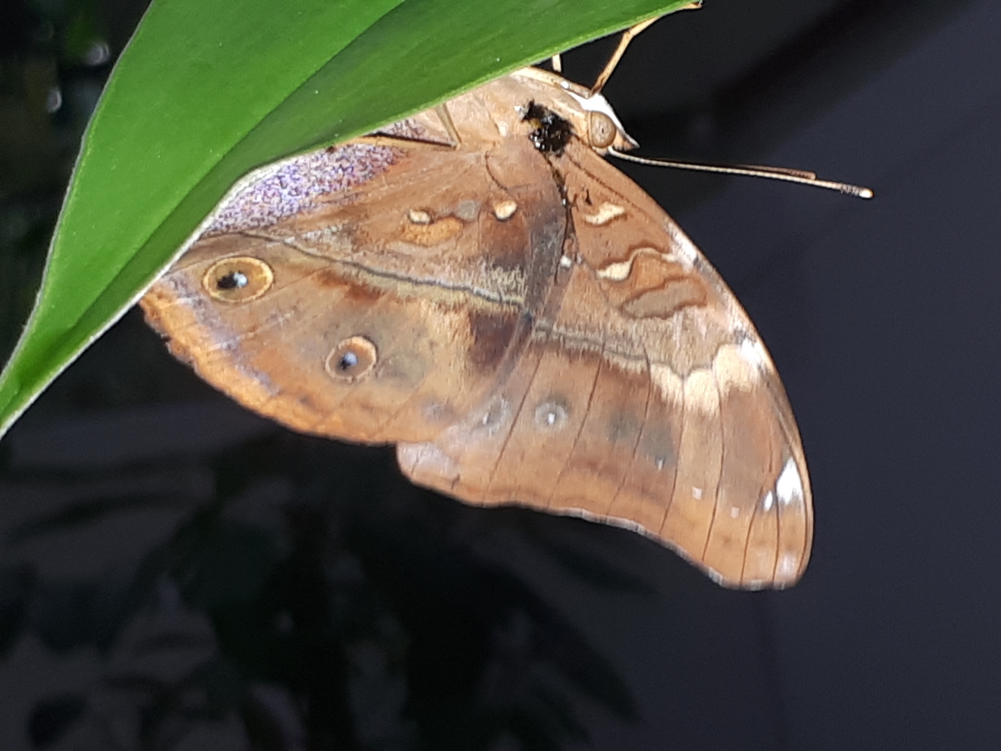 未開封PachypodiumGracilius Var.AUTUMNLEAVES Autumn Leaf (Doleschallia bisaltide) · iNaturalist