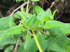 Salvia sagittata