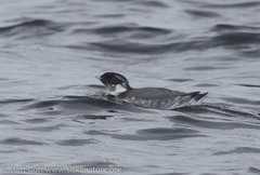 Synthliboramphus antiquus