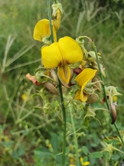 Crotalaria laburnifolia