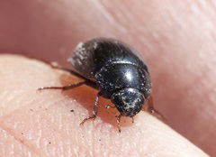 Hydrobius