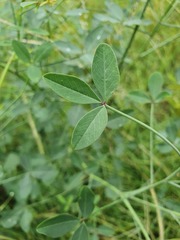 Crotalaria laburnifolia
