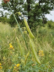 Crotalaria laburnifolia
