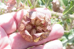 Pachycarpus grandiflorus