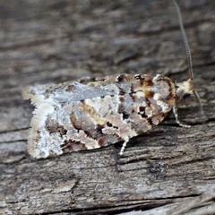 Argyrotaenia tabulana