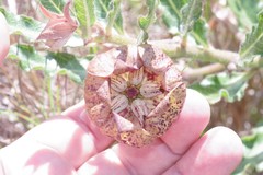 Pachycarpus grandiflorus