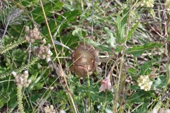 Pachycarpus grandiflorus