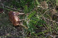 Pachycarpus grandiflorus