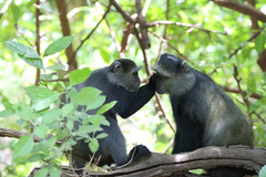 Cercopithecus mitis manyaraensis