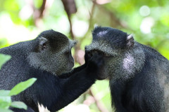 Cercopithecus mitis manyaraensis