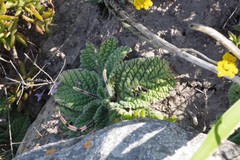 Streptocarpus meyeri