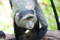 Cercopithecus mitis manyaraensis