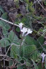 Streptocarpus meyeri