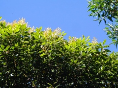 Vochysia tucanorum