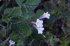 Streptocarpus meyeri