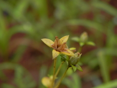 Lomatogonium minus
